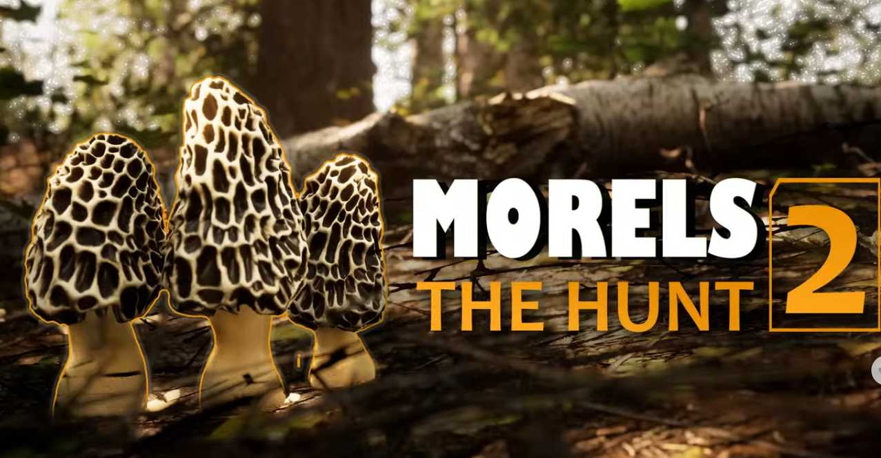 Morels: The Hunt 2 Windows game